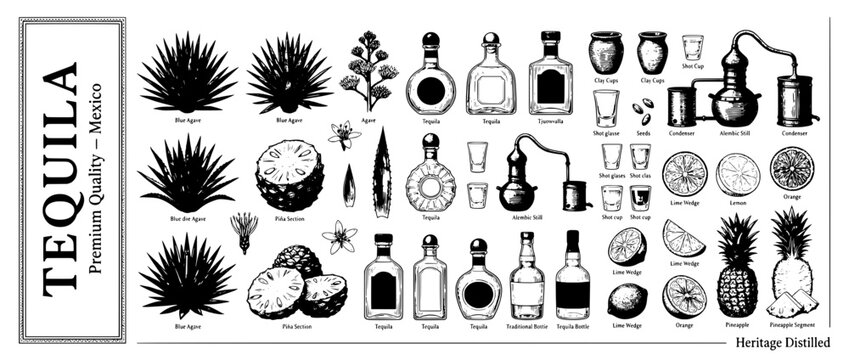 Engraved illustration set depicting various elements of tequila production and enjoyment, highlighting the artistry of Mexican culture