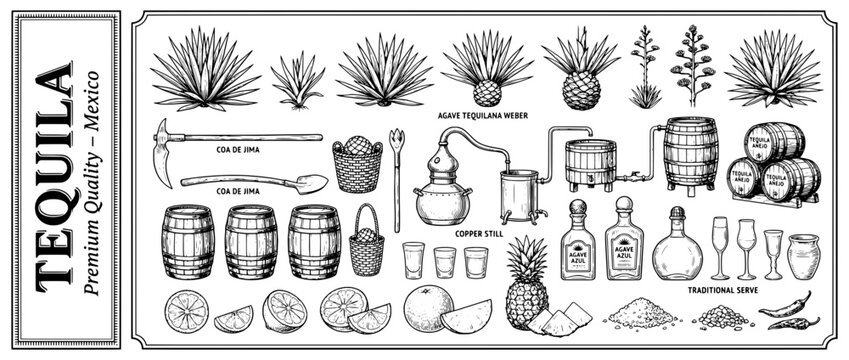 Engraved illustration set showcasing traditional tequila production tools and ingredients from Mexico