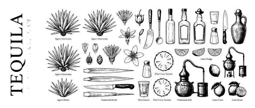 Engraved illustration set featuring tequila production with traditional tools and diverse agave plants in a detailed vector style