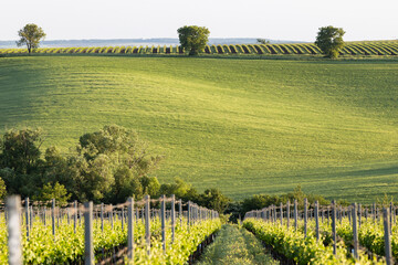 Fototapeta premium vineyard in early summer in Czech Moravia
