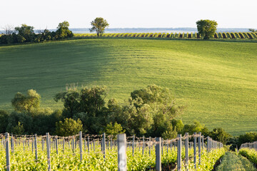 Obraz premium vineyard in early summer in Czech Moravia