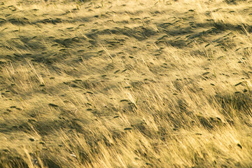 Obraz premium golden wheat field in sunset light