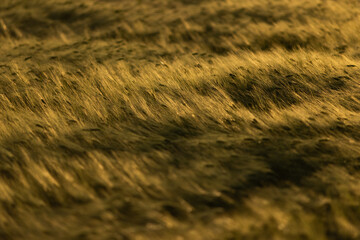 Obraz premium golden wheat field in sunset light