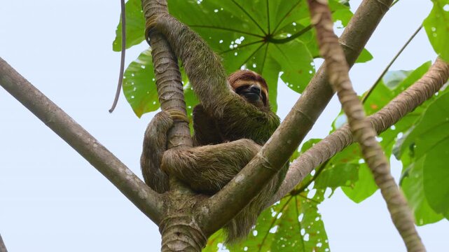 A brown-throated three-toed sloth clings to a cecropia tree branch in tropical rainforest. The furry mammal with greenish algae-covered coat rests among large umbrella-shaped leaves against a pale.