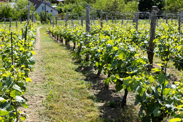Fototapeta premium vineyard in early summer in Czech Moravia