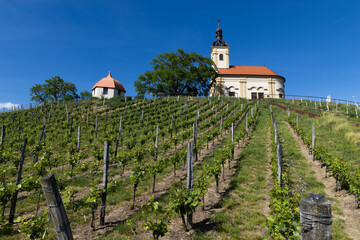 Fototapeta premium church in middle of a vineyard in Moravia