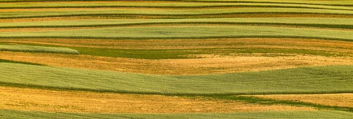 Obraz premium rolling green fields in early summer in Czech Moravia
