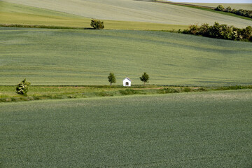 Obraz premium rolling green fields in early summer in Czech Moravia