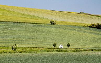 Obraz premium rolling green fields in early summer in Czech Moravia