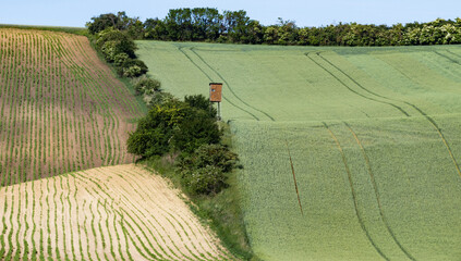 Obraz premium rolling green fields in early summer in Czech Moravia