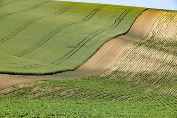 Obraz premium rolling green fields in early summer in Czech Moravia