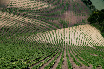 Fototapeta premium rolling green fields in early summer in Czech Moravia