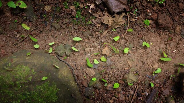 Leafcutter ants march in organized trails carrying bright green leaf fragments across damp tropical forest floor, passing moss-covered rocks, dried brown leaves, and scattered twigs in natural.