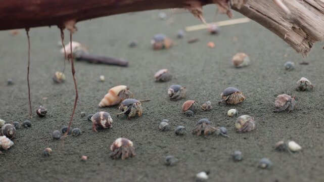 Hermit crabs in various shells move across dark gray sand beneath weathered driftwood. Multiple crustaceans with colorful shells explore the beach surface, creating natural wildlife scene.