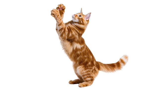Isolated adorable ginger tabby kitten standing on hind legs with paws up reaching playful