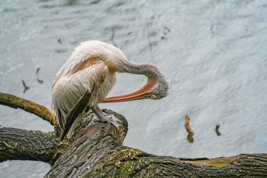 Spot Billed Pelikan toileting on the shore of Kandy Lake, Sri Lanka, Asia