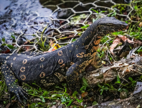 Big monitor lizard feeding on the bank of the Kandy lake, Sri Lanka, Asia