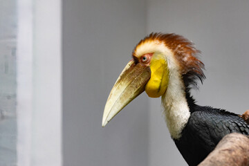 Profile Close-up of a Male Wreathed Hornbill © foreverhappy