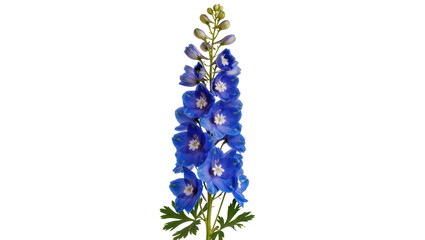 Fototapeta premium Isolated vibrant blue delphinium flower spike with delicate petals and green foliage