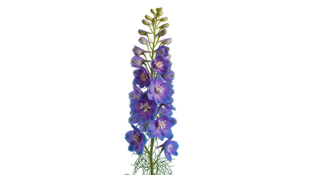 Isolated vertical close-up of a vibrant purple and blue delphinium flower spike with lush green stem.