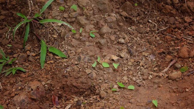 Industrious leafcutter ants form a trail across textured reddish-brown tropical soil, carrying vibrant green leaf pieces past scattered rocks and sprouting plants in warm natural daylight.