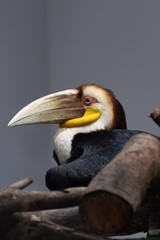 Profile Close-up of a Male Wreathed Hornbill © foreverhappy