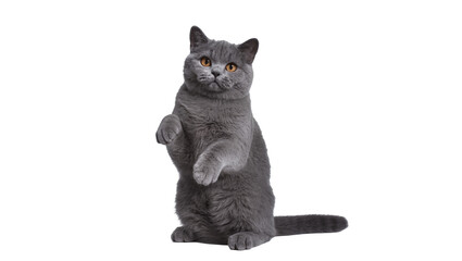 Isolated adorable British Shorthair cat standing on hind legs, curious and playful pet © Ioana