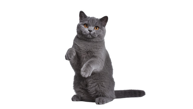 Isolated adorable British Shorthair cat standing on hind legs, curious and playful pet