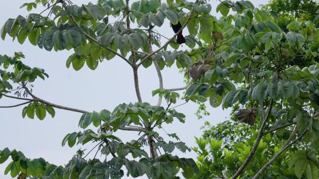 Colorful keel-billed toucan with distinctive yellow and green beak sits perched on a tropical tree branch before spreading its wings and flying away through lush green rainforest canopy.