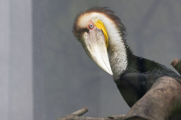 Profile Close-up of a Male Wreathed Hornbill © foreverhappy