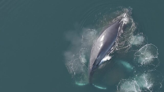 Top aerial view of Humpback Whale Swimming and Feeding in Antarctic Ocean 4K