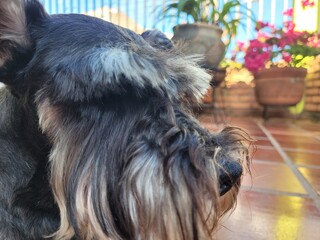 Miniature Schnauzer Profile Portrait Against Brick Wall with Natural Daylight and Urban Backyard Setting © NoblePix