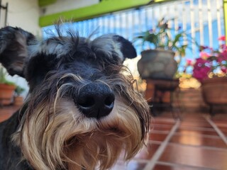 Miniature Schnauzer Profile Portrait Against Brick Wall with Natural Daylight and Urban Backyard Setting © NoblePix