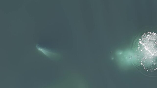 Top aerial view of Humpback Whale Swimming and Feeding in Antarctic Ocean 4K