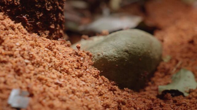 Ants actively constructing their colony nest in textured reddish brown soil. Close-up macro footage shows detailed granular earth with scattered green leaves and smooth stone nearby.