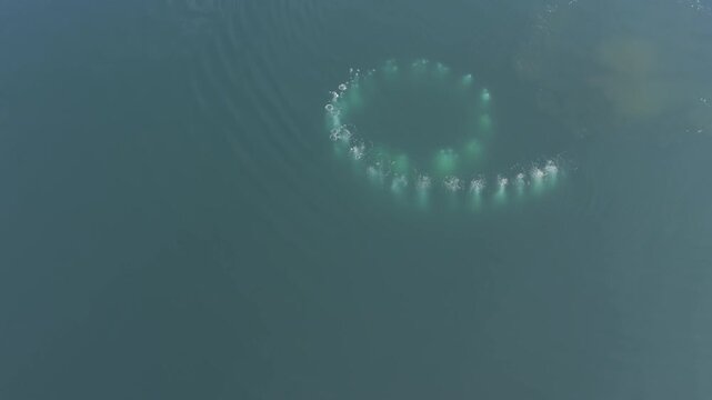 Top aerial view of Humpback Whale Swimming and Feeding in Antarctic Ocean 4K