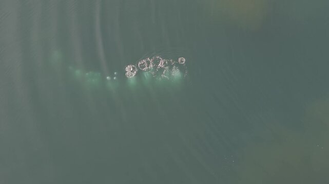 Top aerial view of Humpback Whale Swimming and Feeding in Antarctic Ocean 4K