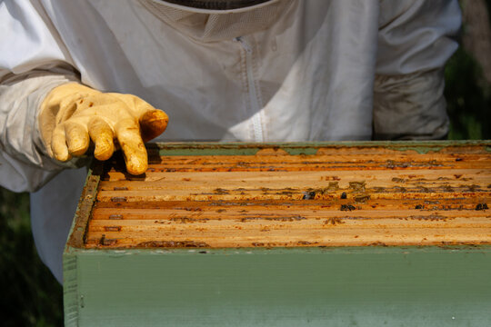 Beekeeper inspecting open hive frames with bees and yellow glove