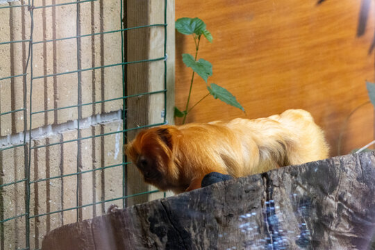 Golden lion tamarin (Leontopithecus rosalia) with bright golden-orange fur and expressive face, perched
