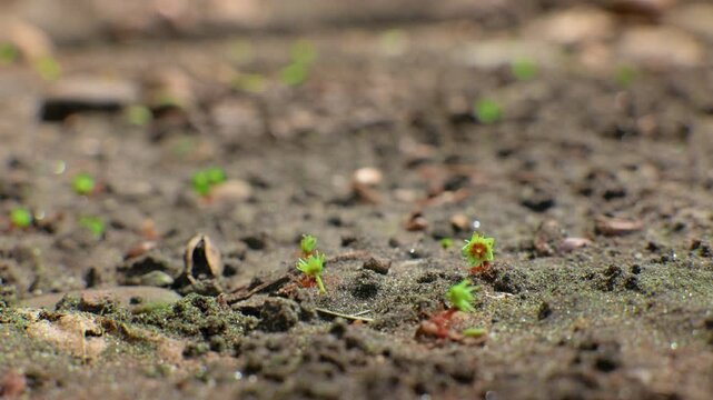 Ants transport small green plant fragments across dark sandy soil covered with organic debris and dried leaves. Macro footage reveals intricate details of insect behavior and forest floor texture.