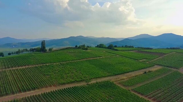 green vineyard rows rolling hills Alsace landscape Bennwihr American war cemetery