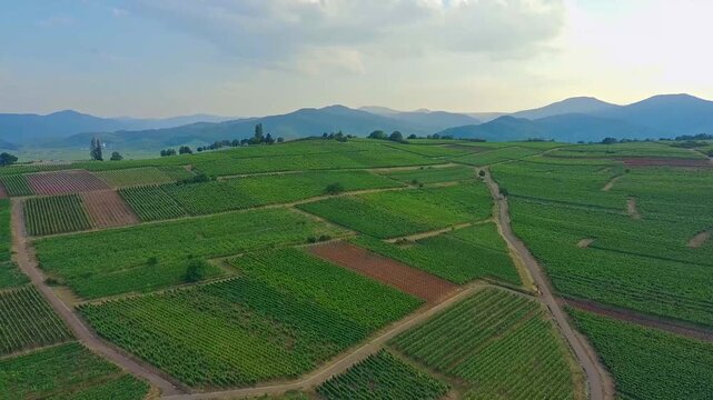Vineyard rows rolling hills Alsace landscape Bennwihr American war cemetery region