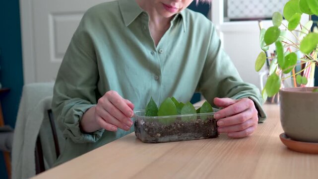 Mature woman plant lover checking growing condition of Zamioculcas leaves planted in container with soil, calm female examing sprouts of houseplants at home with indoor gardening activities