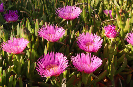 Pink carpobrotus edulis flowers blooming, vibrant succulent plants thriving in warm sunlight