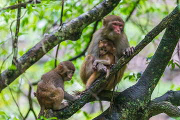 Fototapeta premium Monkeys in a park in Zhangjiajie National Forest Park
