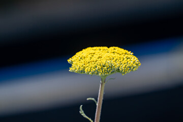 Yellow yarrow flower on dark blurred background close-up © Piotr