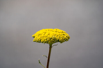 Yellow yarrow flower against grey overcast sky background © Piotr