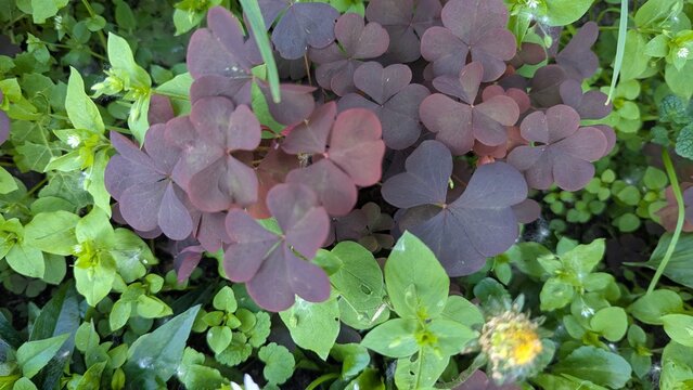 Decorative purple oxalis (shamrock) with heart-shaped leaves growing among ordinary green grass. Natural botanical background with contrasting colors.
