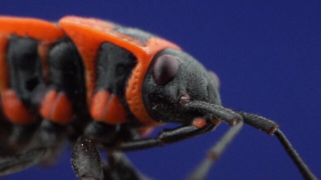 A close-up of an orange bedbug wriggling against a neutral blue background.