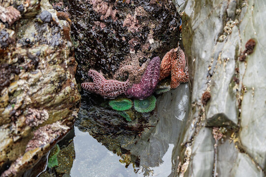 Vibrant starfish and anemones nestled in a California tidepool